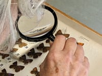 Bug collection highlights environmental change