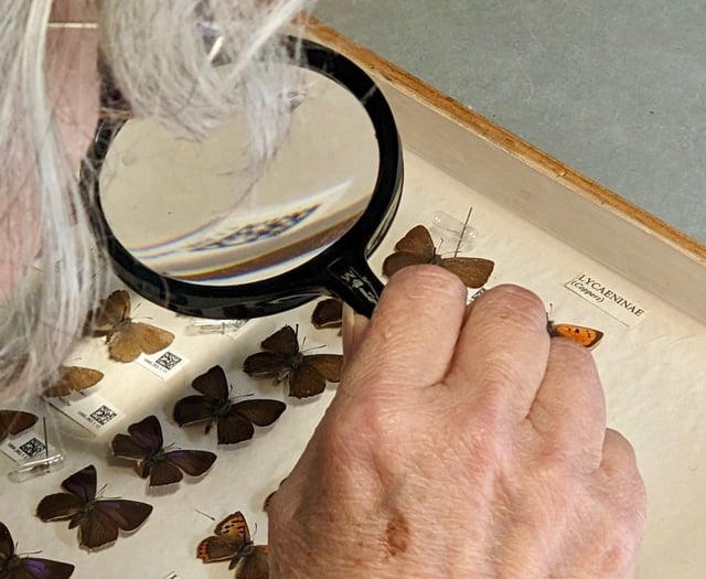 Bug collection highlights environmental change