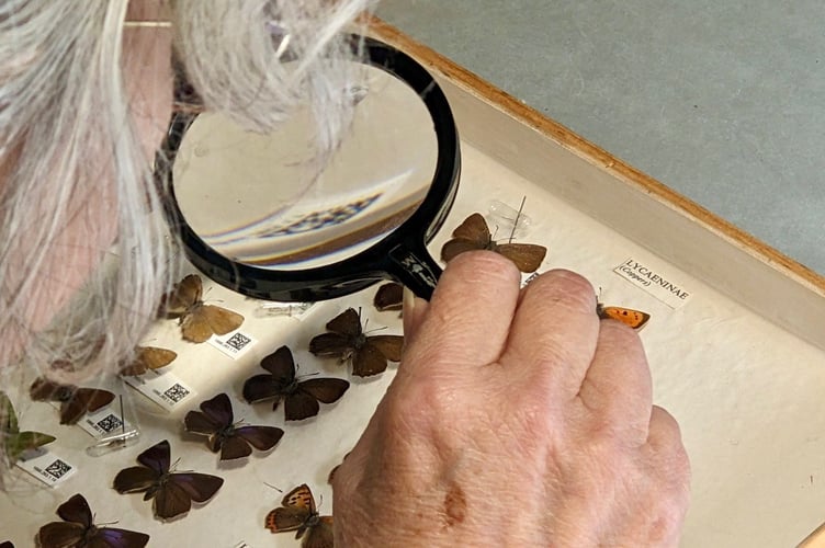 Part of the nationally important butterfly collection at Newton Abbot Museum. Photo supplied