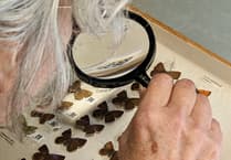 Museum's important bug collection