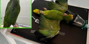Vets perform surgery to save parrot