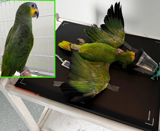 Vets perform surgery to save parrot