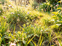 Call to support No Mow May 