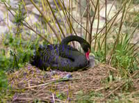Easter arrival as cygnet hatches in Dawlish 