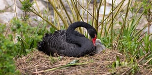 Easter arrival as cygnet hatches in Dawlish 