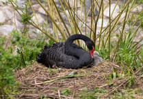 Easter miracle: Dawlish's fluffy new cygnet!