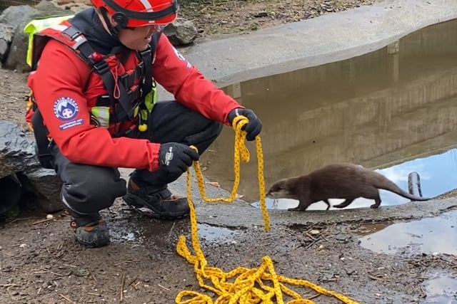 Dartmoor rescue team's lifesaving idea is otter this world