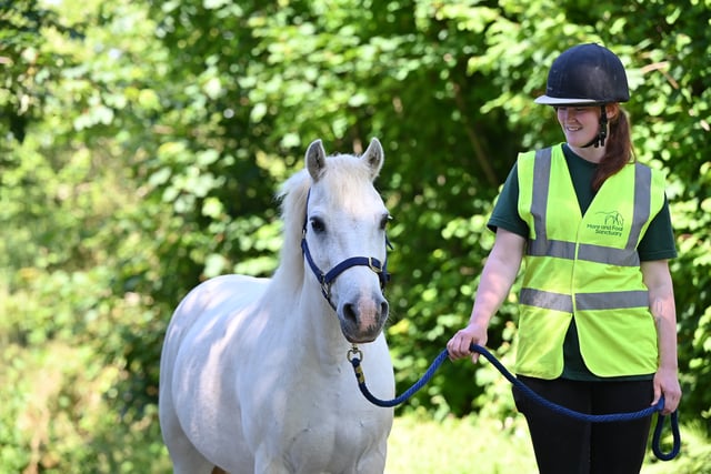 Alan the pony is seeking a new loving home
