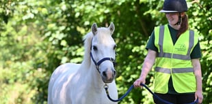 Alan the pony is seeking a new loving home