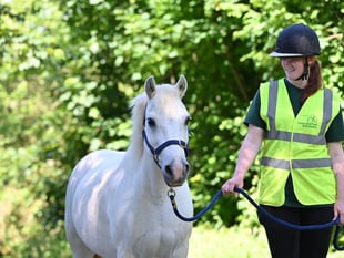 Alan the pony is seeking a new loving home