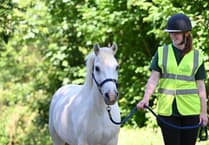 Alan the pony is seeking a new loving home