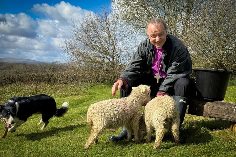 Bishop Mike with White Face Dartmoor lambs near North Tawton.
