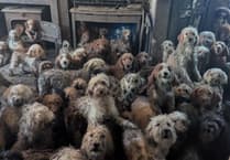 RSPCA urges pet adoption as large-scale rescues rise