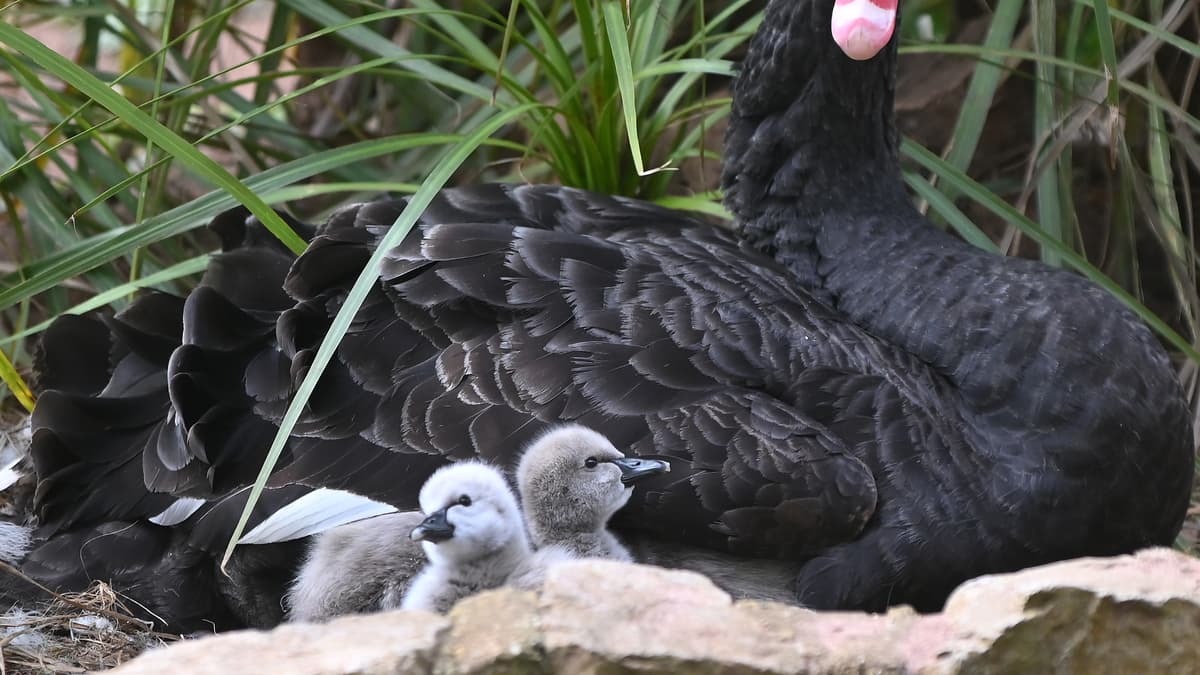 Easter Blessing as seven Black Swan cygnets hatch in Dawlish
