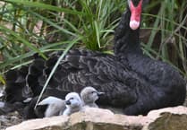 Two Dawlish black swan cygnets die