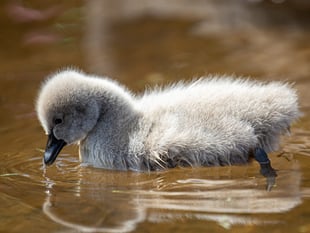 Warning over attacks on birdlife 