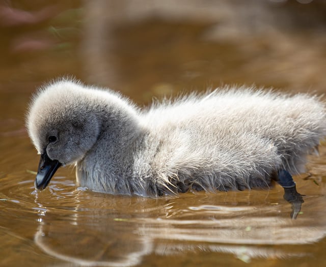 Warning over attacks on birdlife 