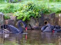 Dawlish loses another black swan cygnet