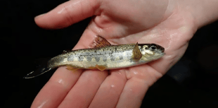 Plan for new fish pass at River Lemon to help salmon move upstream