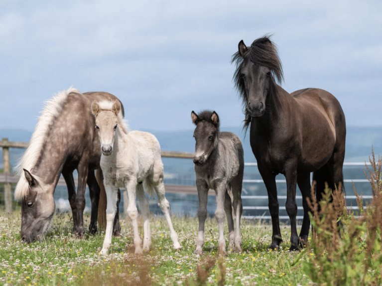 In Pictures: The recovery of a herd of Icelandic horses in Devon 