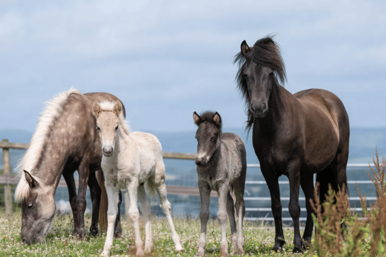 The Mare and Foal Sanctuary