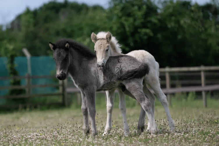 The Mare and Foal Sanctuary