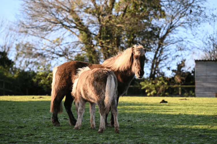 The Mare and Foal Sanctuary