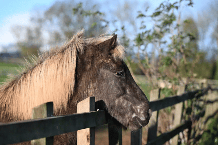 The Mare and Foal Sanctuary