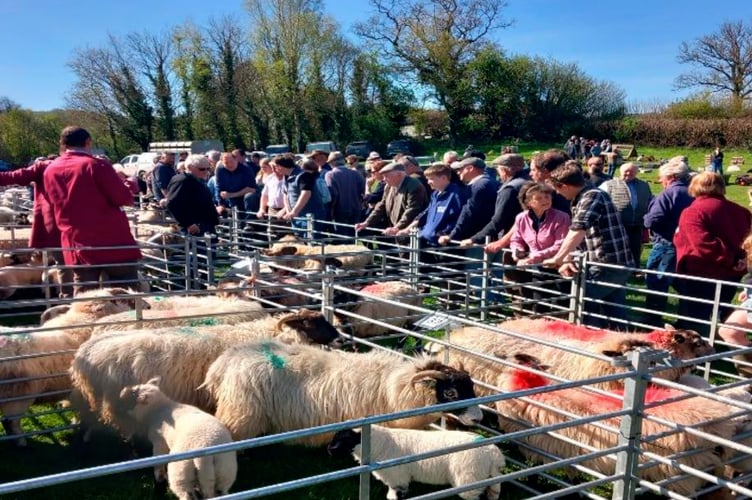 Strong bidding all round at Chagford market