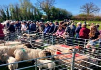 Sheep sales soar in scorching spring sunshine
