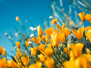 Explore garden for Rowcroft Hospice's Open Gardens Programme 