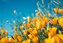 Explore garden in Buckfastleigh for Rowcroft Hospice's Open Gardens Programme