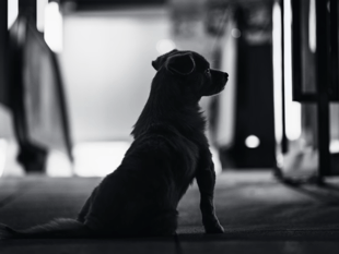 FOI request reveals out-of-control dog figures 