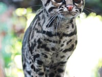Zoo celebrates achieving major milestone 