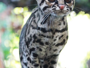 Zoo celebrates achieving major milestone 