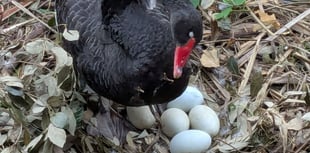 More eggs for Black Swan couple 