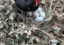 Dawlish's hopeful Black Swans lay again