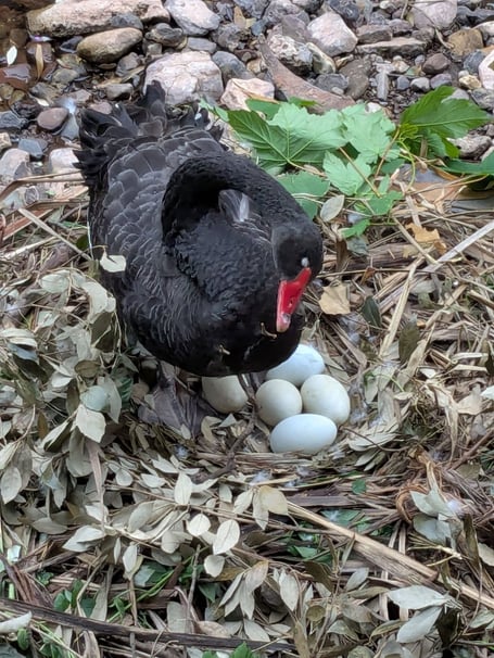 Black Swan Rosie sitting on five eggs in the new nest in Dawlish. Photo Mercedes Sullivan 