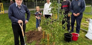 Maple tree saved to new home 