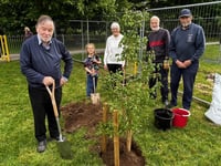 Maple tree saved to new home 