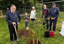 Young tree finds new home in Bovey Tracey park
