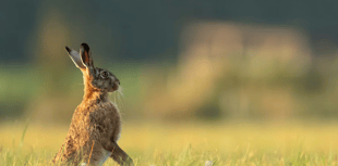 Number of hare coursing incidents last year revealed 
