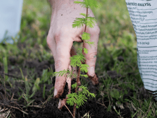 Lottery-backed project to inspire locals about trees and woodland