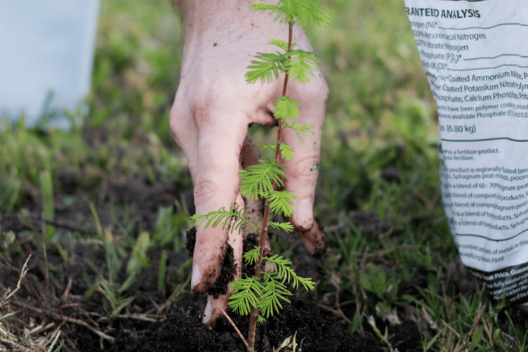 Tree planting stock image
