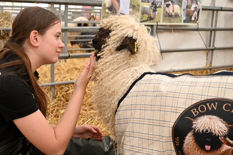 Devon County Show. Cuddles with Nigel. Macie Lewis (13) from Bow Creek, Tuckenhay near Dartmouth, with Valais Blacknose sheep Nigel