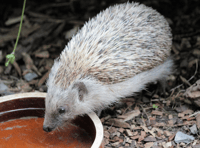 Leave water out for wildlife during hot weather, says charity