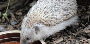 Leave water out for wildlife during hot weather, says charity