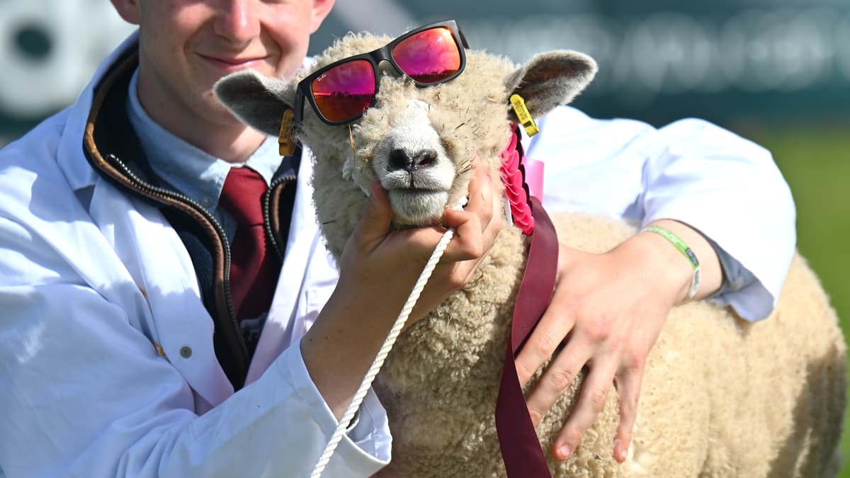 Things are hotting up at the Devon County Show