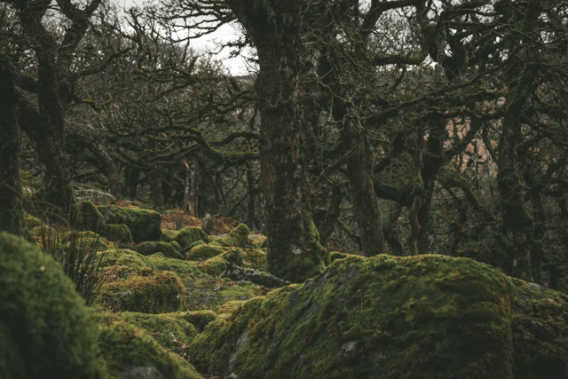 Charity behind Dartmoor woodland recovery seeks new chairperson 