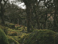 Charity behind Dartmoor woodland recovery seeks new chairperson 